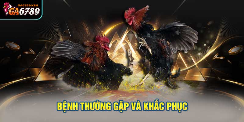 Bệnh thường gặp và khắc phục các vấn đề khi nuôi gà chọi con