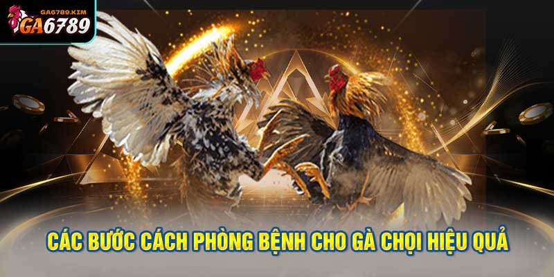 Các bước Cách phòng bệnh cho gà chọi hiệu quả