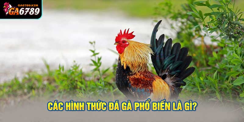 Các hình thức đá gà phổ biến là gì?
