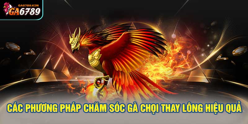 Các Phương Pháp Chăm Sóc Gà Chọi Thay Lông Hiệu Quả