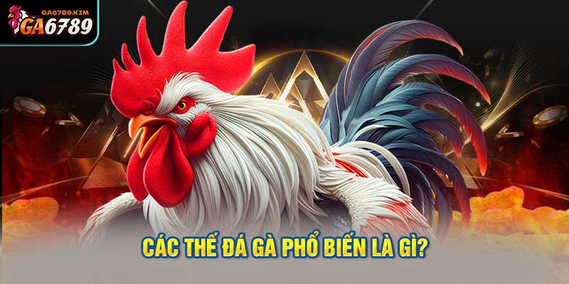 Các thế đá gà phổ biến là gì?