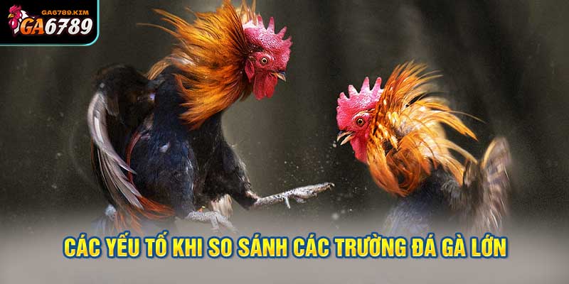 Các yếu tố cần xem xét khi so sánh các trường đá gà lớn