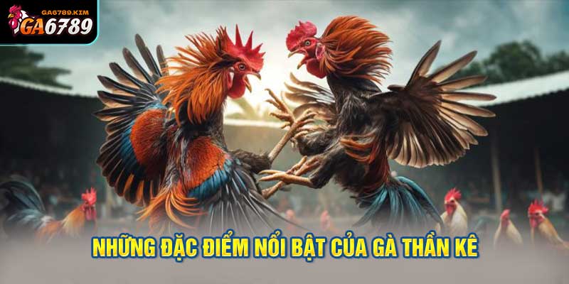 Những đặc điểm nổi bật của gà thần kê