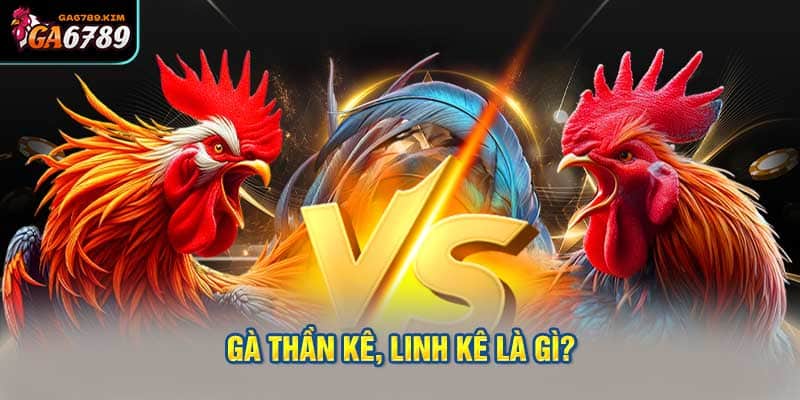 Gà Thần Kê, Linh Kê Là Gì?