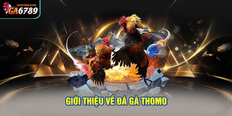 Giới Thiệu Về Đá Gà Thomo