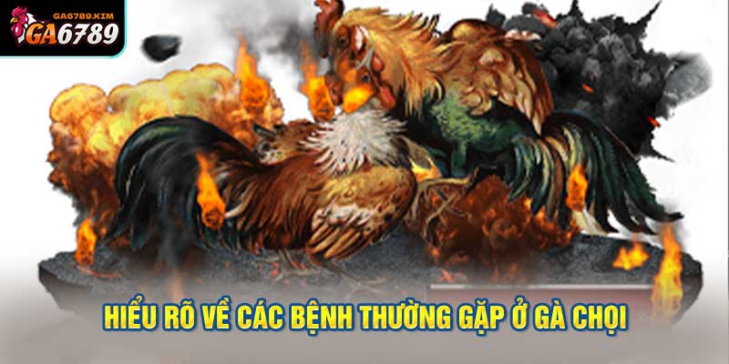 Hiểu rõ về các bệnh thường gặp ở gà chọi