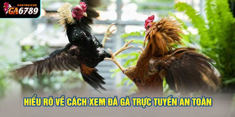 Hiểu rõ về cách xem đá gà trực tuyến an toàn