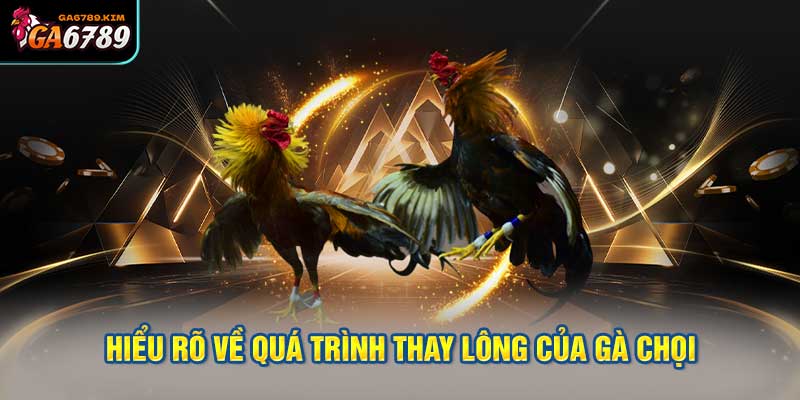 Thay Lông Là Gì? Và Tại Sao Gà Cần Thay Lông?