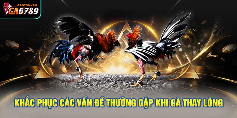 Khắc Phục Các Vấn Đề Thường Gặp Khi Gà Thay Lông
