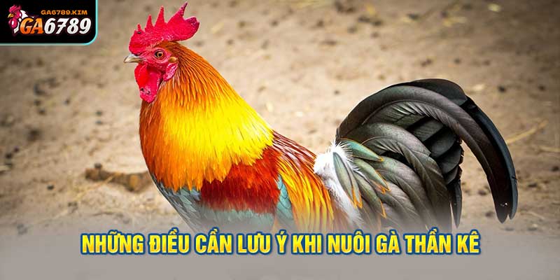 Những điều cần lưu ý khi nuôi gà thần kê