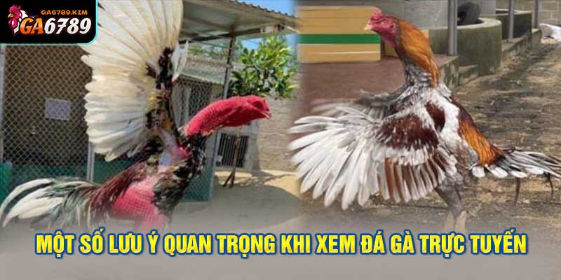 Một số lưu ý quan trọng khi xem đá gà trực tuyến