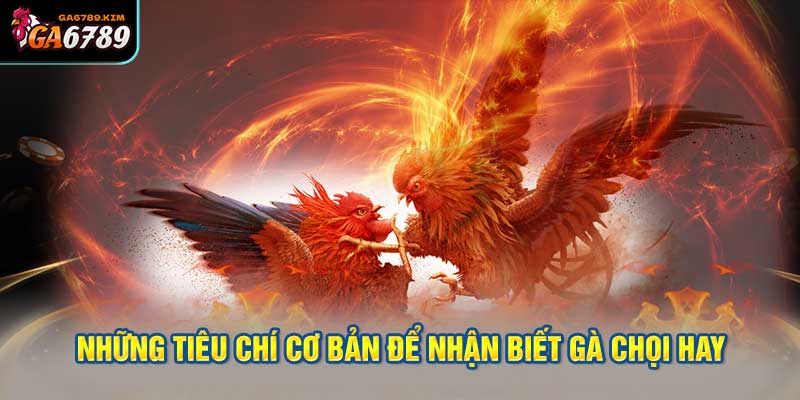 Những Tiêu Chí Cơ Bản Để Nhận Biết Gà Chọi Hay