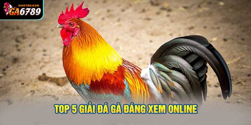 Top 5 giải đá gà đáng xem online