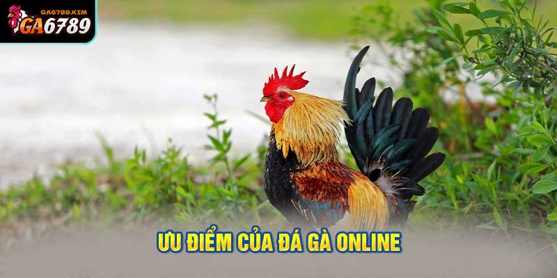 Ưu điểm của đá gà online