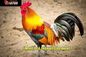gà thần kê, gà linh kê