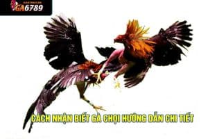 cách nhận biết gà chọi