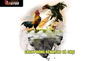 Cách phòng bệnh cho gà chọi