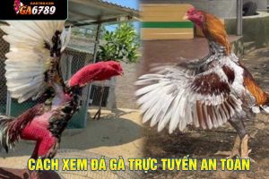 Cách xem đá gà trực tuyến an toàn