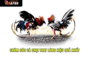 Chăm Sóc Gà Chọi Thay Lông Hiệu Quả Nhất