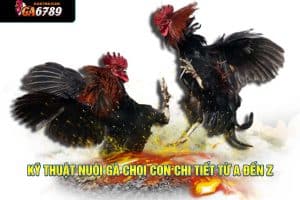 kỹ thuật nuôi gà chọi con