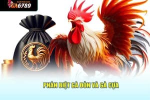 phân biệt gà đòn và gà cựa