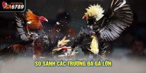 So sánh các trường đá gà lớn